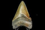 Serrated, Juvenile Megalodon Tooth - Georgia #142347-1
